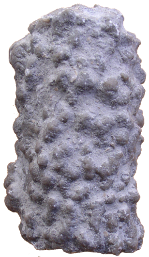Esponjas eoceno Eurete11