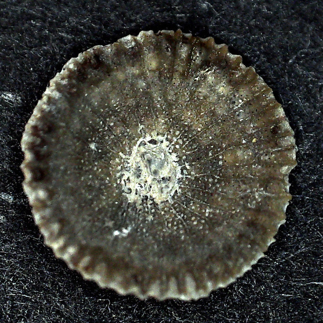 briozoo? eoceno bartoniense Lunuli13