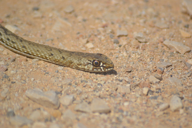 Serpent Dsc_0123