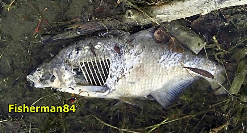 Le No-kill peut respecter le poisson mais pas son écosystème. Carpe10