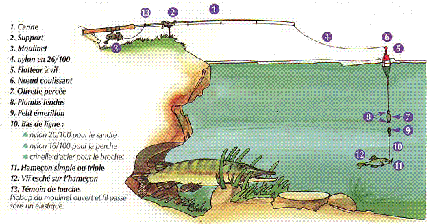 Pèche du brochet au vif, Vif210