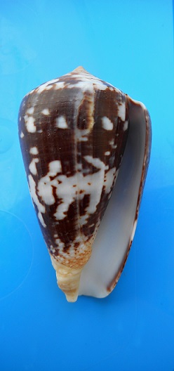 Conus (Chelyconus) ermineus inquinatus   Reeve, 1849 Dscn0019
