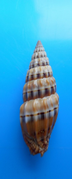 Vexillum semifasciatum (Lamarck, 1811)  Dscn9516