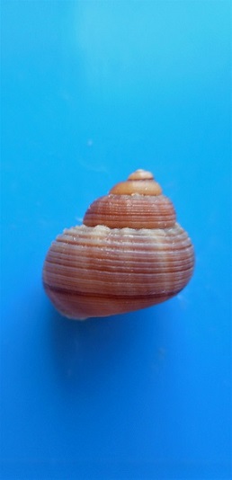 Tropidophora fimbriata (Lamarck, 1822) Dscn9720