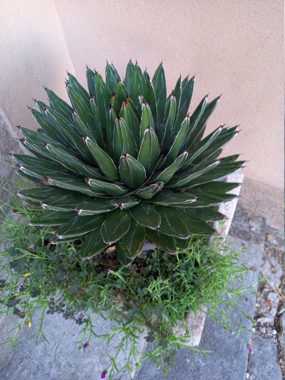 Agave victoriae-reginae - agave de la Reine Victoria - Page 2 20230612