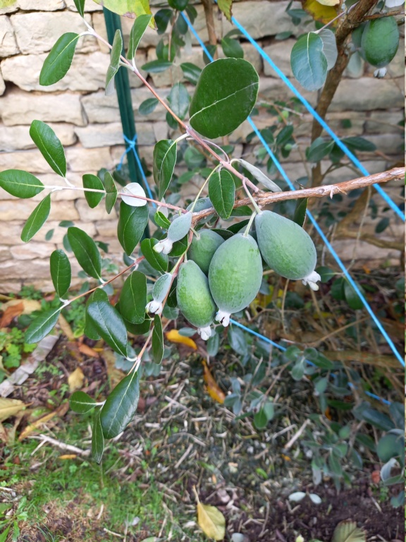 Acca sellowiana (Feijoa) - goyavier du Brésil - Page 6 20231119