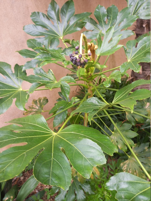 Fatsia japonica - fatsia du japon - Page 6 20240410