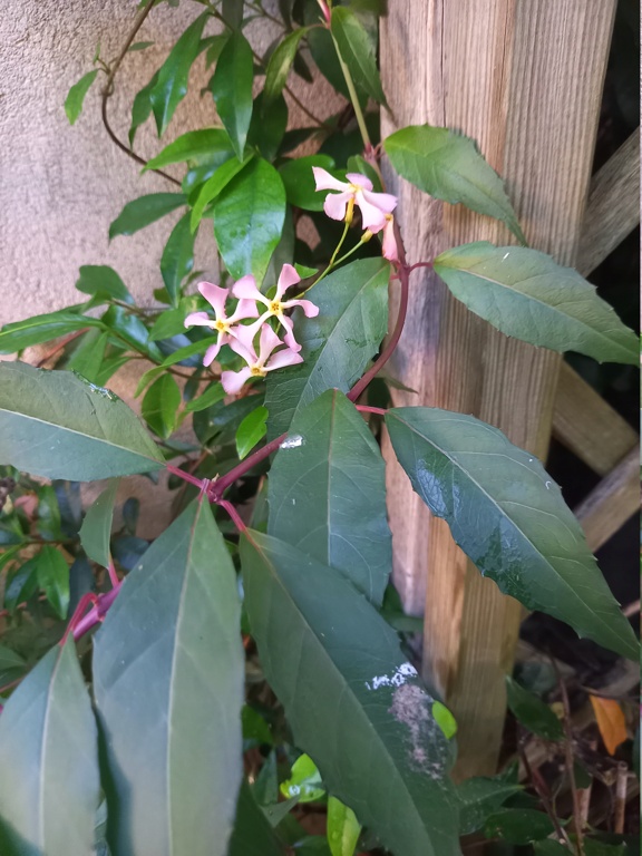 Trachelospermum asiaticum - faux jasmin jaune 20240634