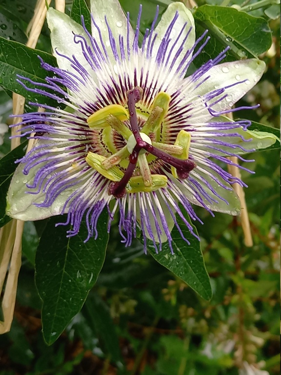 Passiflora caerulea - Page 6 20240723