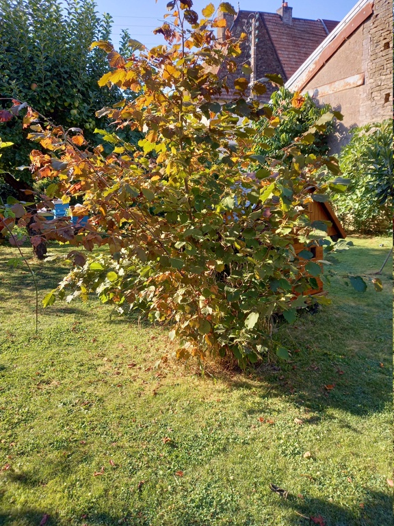 Corylus maxima 'Purpurea' - noisetier pourpre  20240834