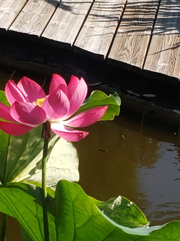 Nelumbo nucifera et horticoles - lotus sacré - Page 5 20240840