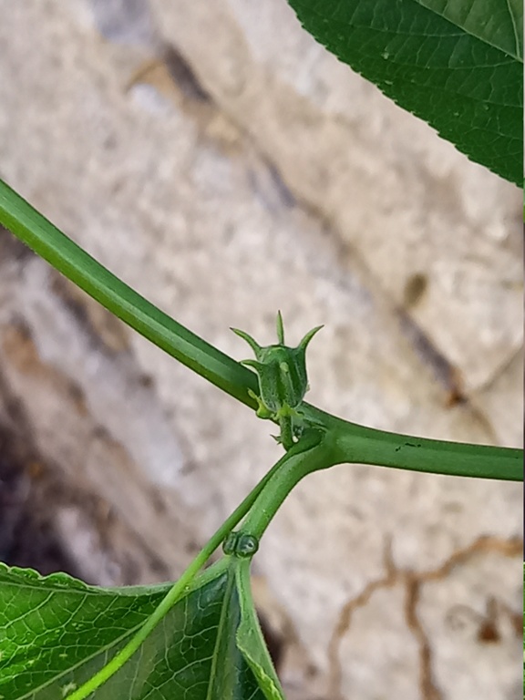 Passiflora 'Fata Confetto' - Page 3 20240845