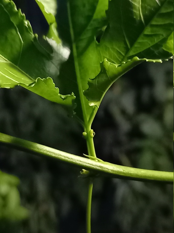 Passiflora edulis- Généralités 20240849