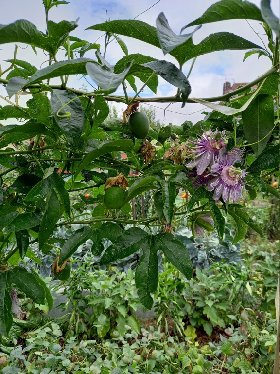  Passiflora incarnata- = Passiflora edulis var. kerii - Page 3 20240913