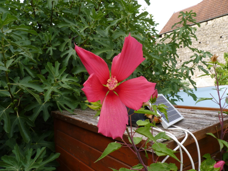 Hibiscus coccineus - Page 2 P1050316