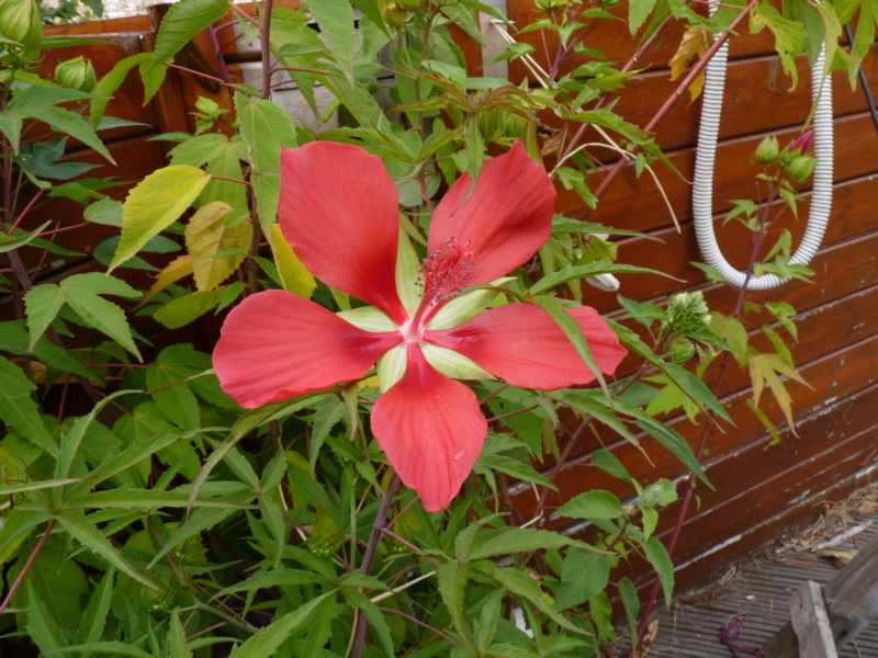 Hibiscus coccineus - Page 2 P1050317