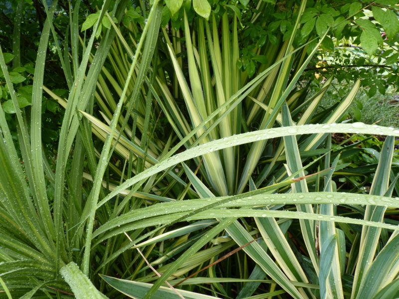 Yucca & Cie - chez Cortejuan P1050436