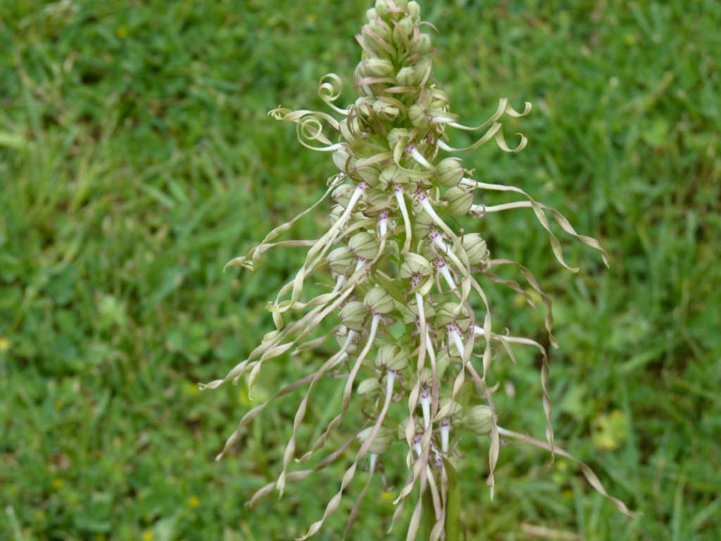 Himantoglossum hircinum - orchis bouc P1050514