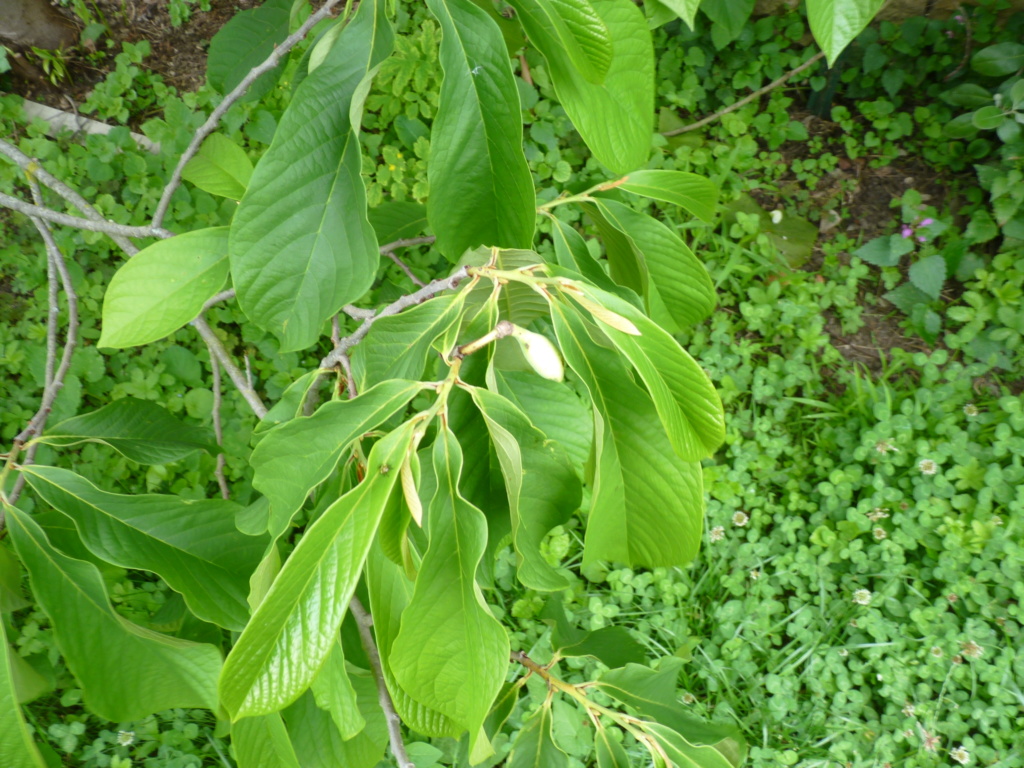 Asimina triloba - comparaison de 4 variétés P1050621