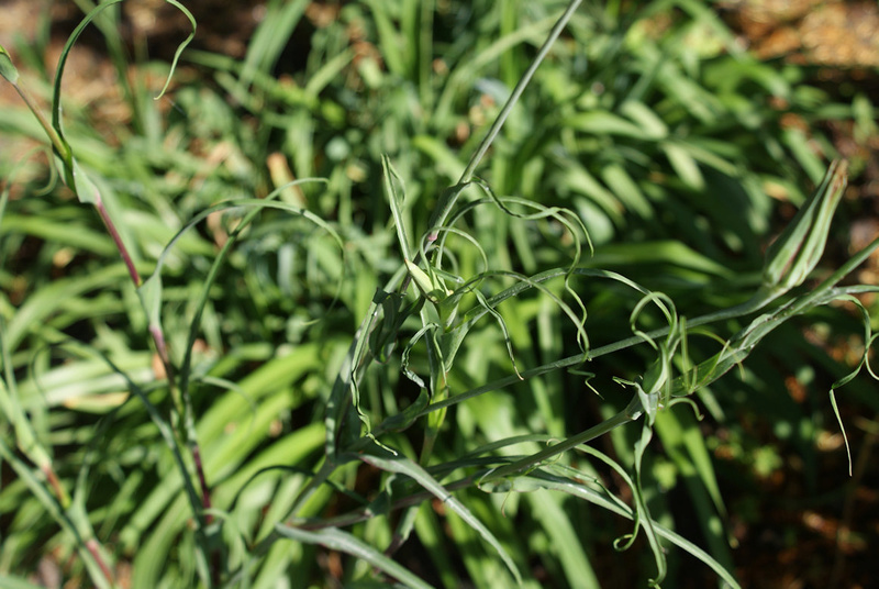 Wer kennt diese Wildpflanze - gelöst: Tragopogon Dsc03310
