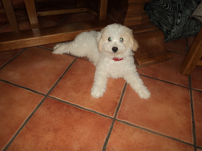 Driss, x bichon, adopté Dsc08310