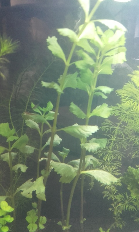 Hygrophila Difformis qui ressemble toujours à de la menthe 20170210