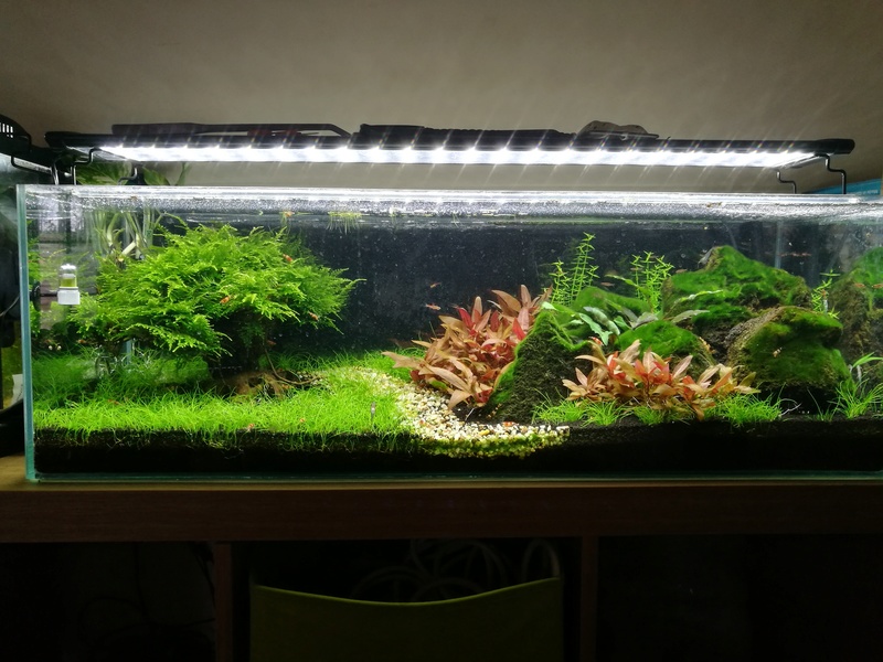 bac est en eau 70l plat microfish V2 Img_2013