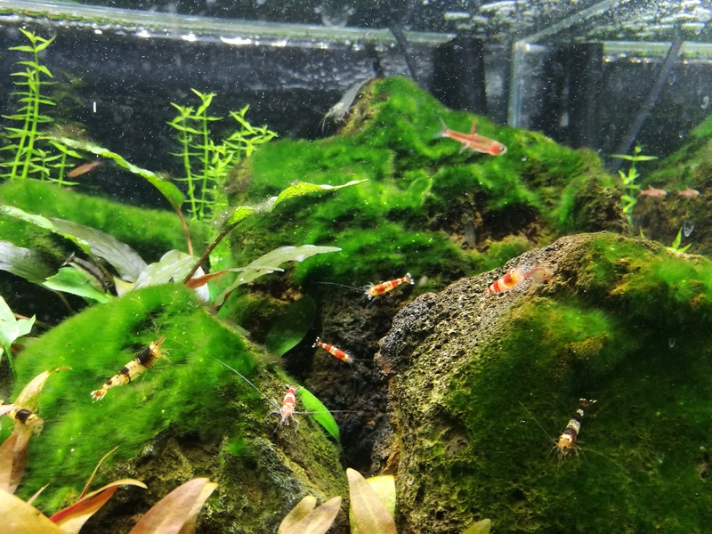 bac est en eau 70l plat microfish V2 Img_2015