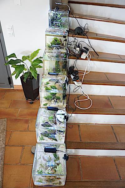 6 BACS ESCALIER dont 4 avec crevettes et 2 avec plantes - Page 4 Dsc06928