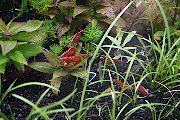  Aquarium Elégance Inox avec guppy et red cherry - Page 4 Iqjw610