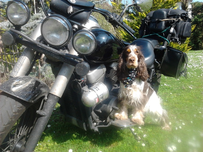 Comment habituer son chien à la moto  Photo132
