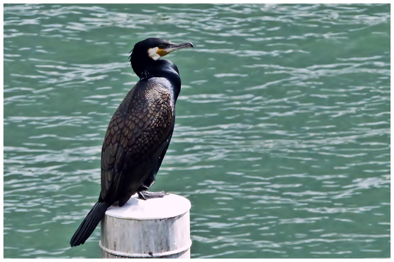 cormoran - Canard colvert,  grand cormoran, Ouette d'Egypte - Page 3 Grand_10