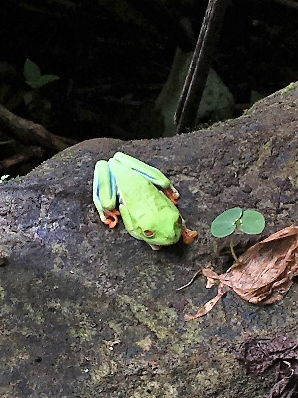 Nature au Costa Rica suite Img_2714