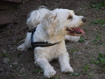 Driss, x bichon, adopté 18136710