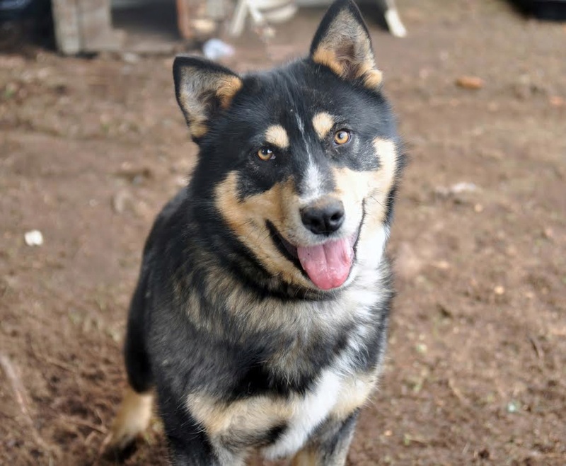 Simba renommé malouk, X husky, de 9 mois adopté !  Unname12