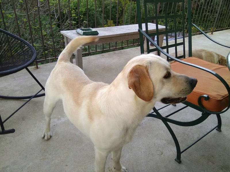 Baloo, mâle, 2 ans , x labrador adopté V_d3fb10