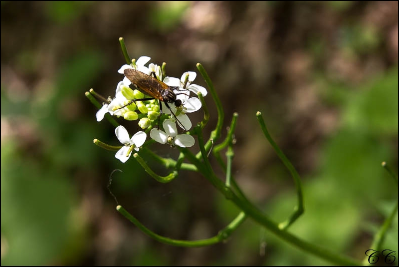 [France-Dordogne] Insecte sur fleurs Img_3710