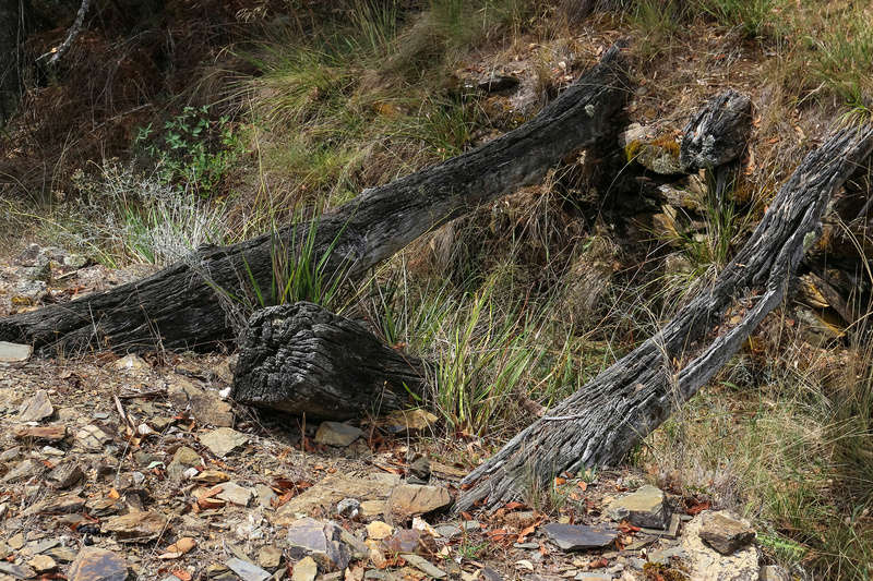 Ophir Goldfield Reserve trip - 2017 - in pictures. Img_9910