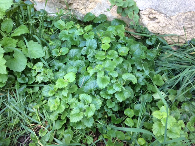 Herbes de jardin comestibles ou toxiques ? Plante12