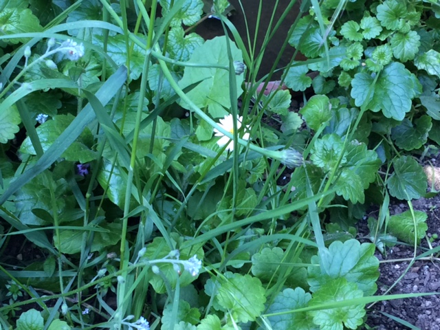 Herbes de jardin comestibles ou toxiques ? Plante18