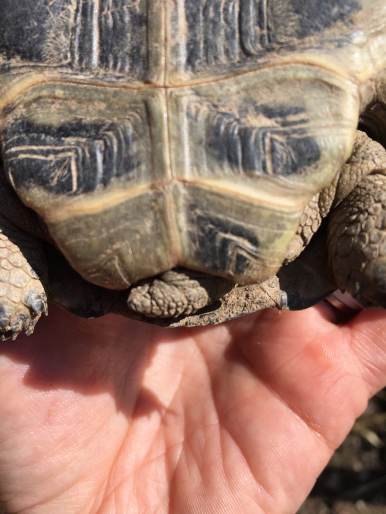 Sexage Hermanni Tortue10
