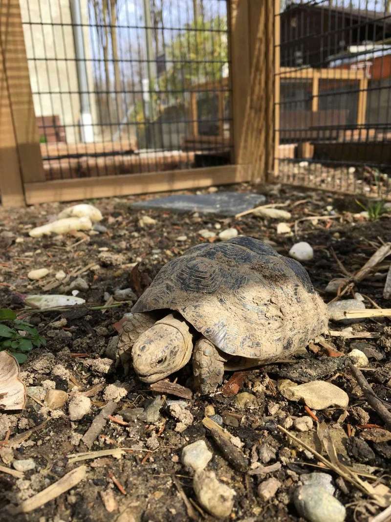 Sexage Hermanni Tortue11