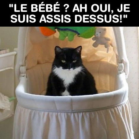 HUMOUR : le chat dans tous ses états - Page 35 16995910