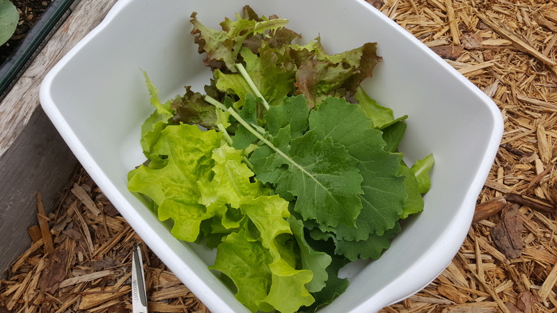 What are you eating from your garden today? - Page 9 20170411