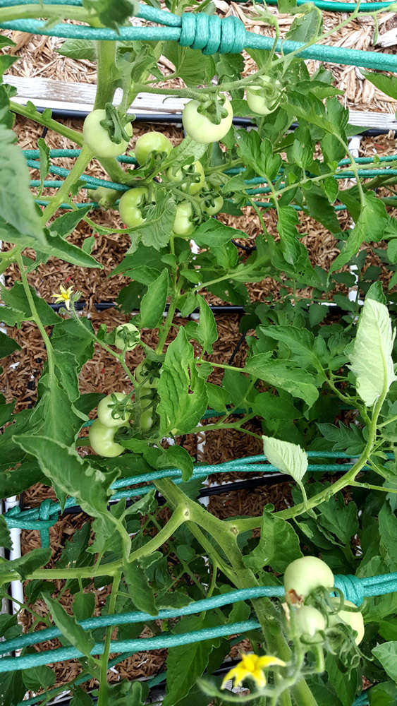 N & C Midwest--It is JUNE!!!!  Garden Time! - Page 2 Tomato18