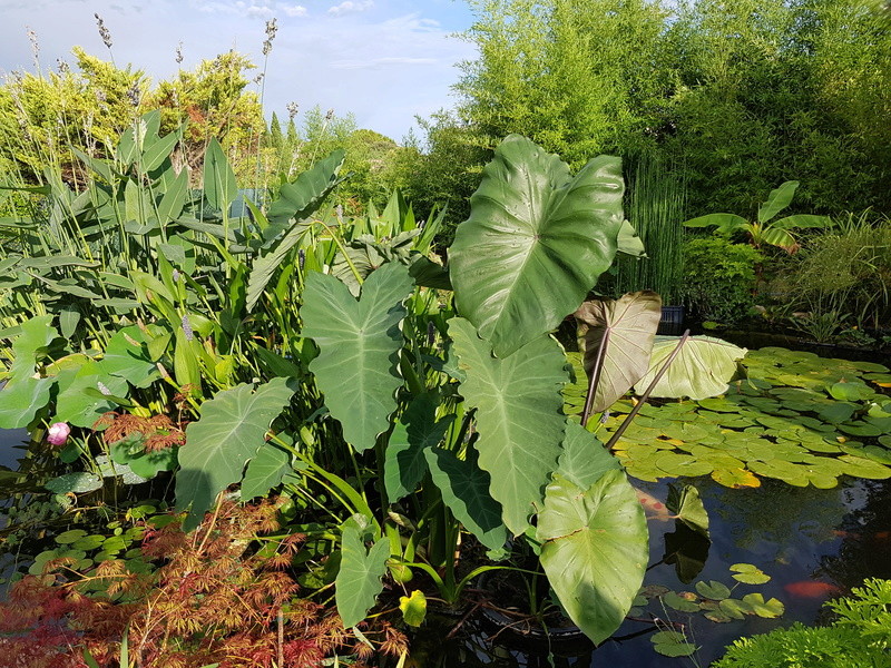 Les plantes du bassin de Mopliko 20160711