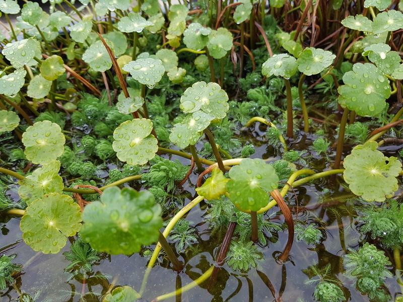 Les plantes du bassin de Mopliko - Page 2 20170337