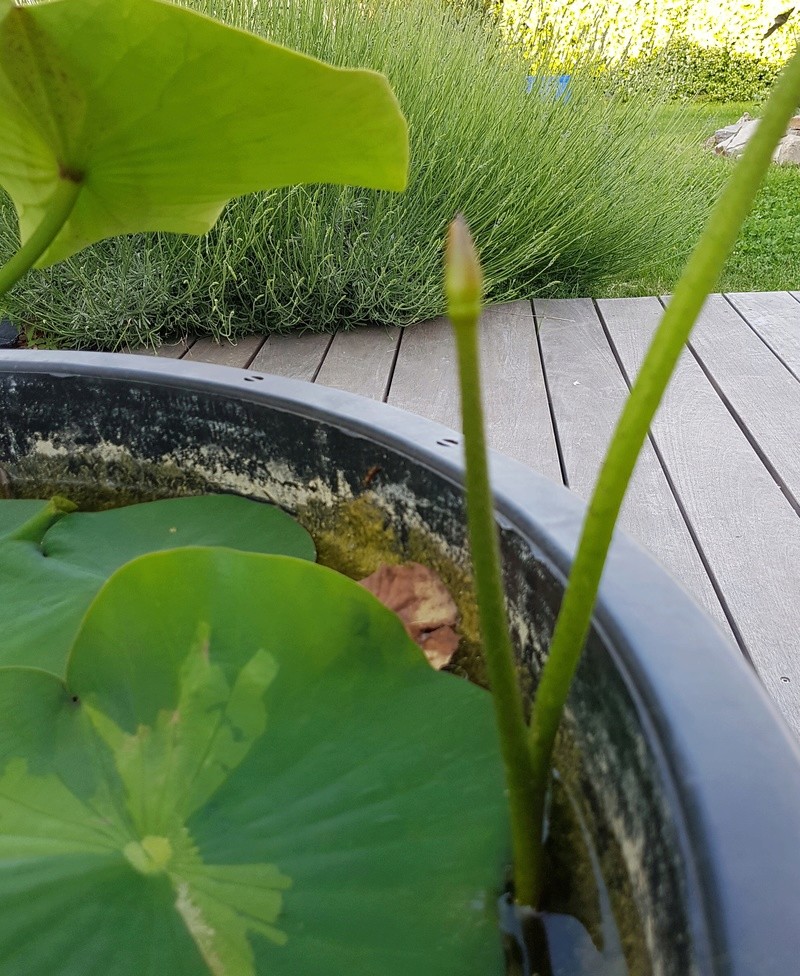 Mopliko et les Lotus du jardin de Nelumbo - Page 9 20170521