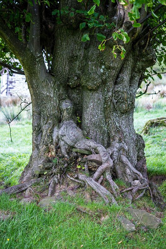 Des arbres qui ne laissent pas indifférents... - Page 9 Repos10