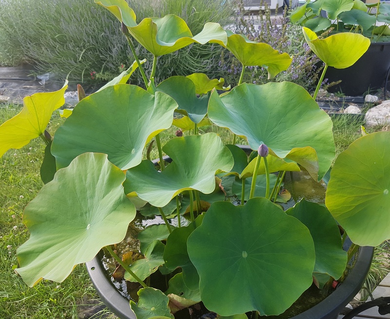 Mopliko et les Lotus du jardin de Nelumbo - Page 9 Yimeng10